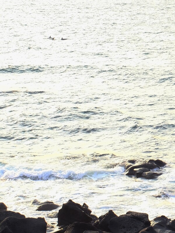 저 멀리 돌고래 모습이 보인다 (사진 : 장우원)